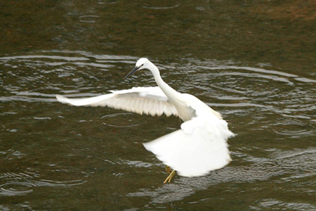 Flore et faune du Morvan, Bourgogne et nature
