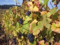 Pinot noir, Haute Côte de Beaune