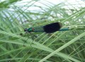 Calopteryx splendens mâle (Loire, île de la Crevée)