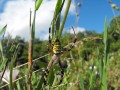 Argiope