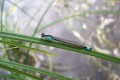 Agrion élégant