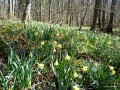 Jonquilles