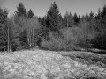 Taïga morvandelle, massif du Folin 