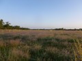 Prairie des bords de Loire, un matin de printemps