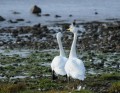 Cygnes chanteurs