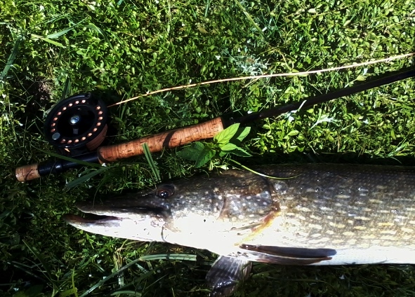 L'Arroux et ses poissons