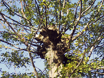 A la découverte de la haie et du bocage