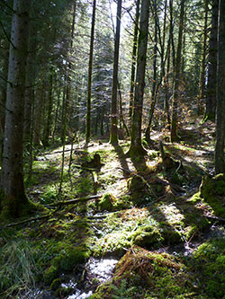 Ecoute la forêt !