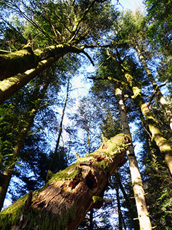 A la découverte de la Forêt