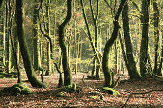 Découverte sensorielle et tous azimuts du milieu forestier à destination des plus petit.