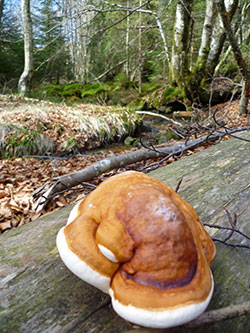 A la découverte de la Forêt