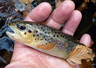 La truite en ruisseaux, pêche dans le Morvan